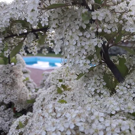 I Vigneti Del Mandorlo * Mombaruzzo